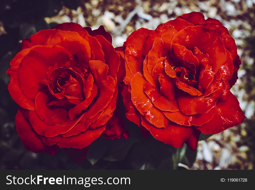 Two Red Flowers