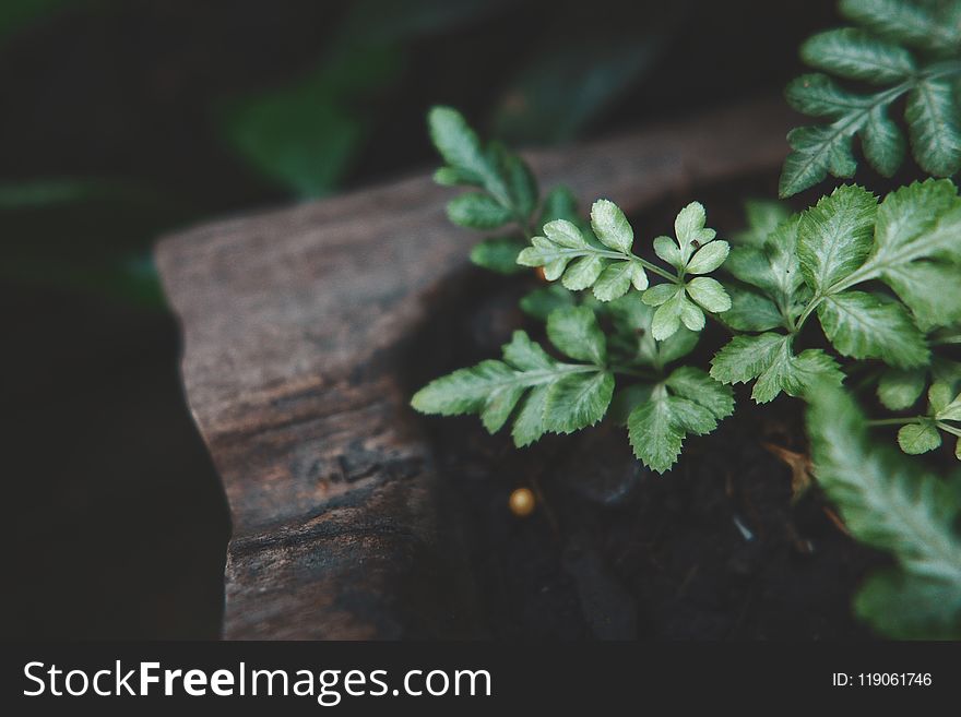 Green Leafed Plant