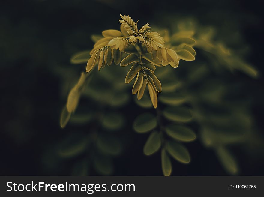 Shallow Focus Photography Of Yellow Leafed Plant