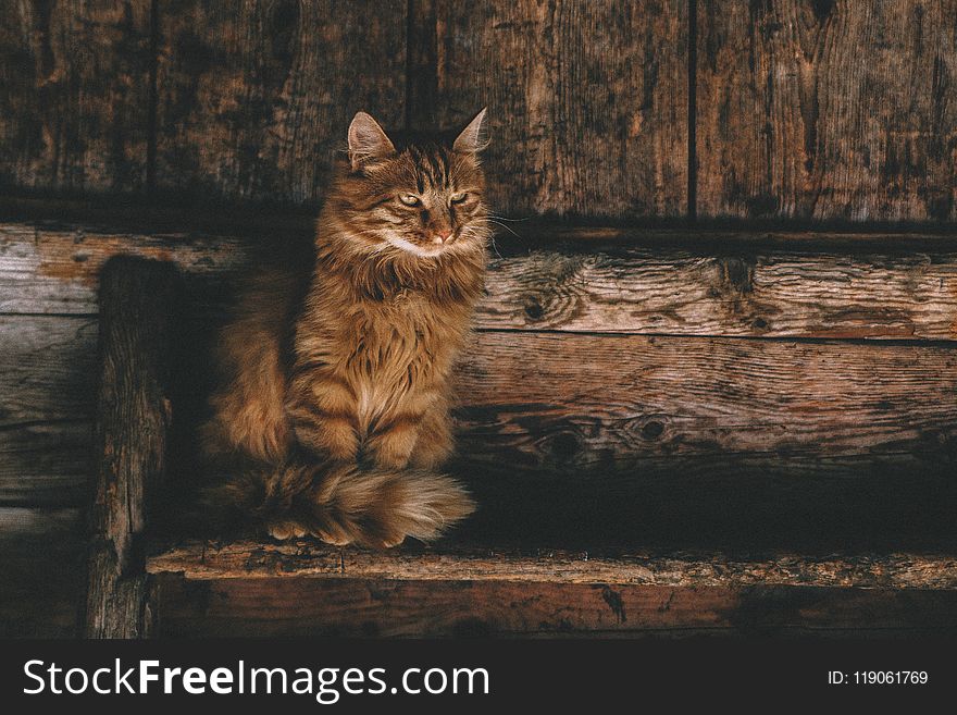 Photo of Brown Persian Cat on Ladder