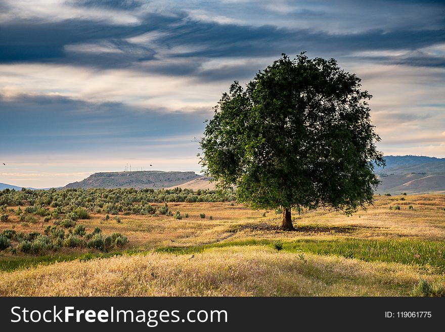 Green Leafed Tree Under Cloudy Sky