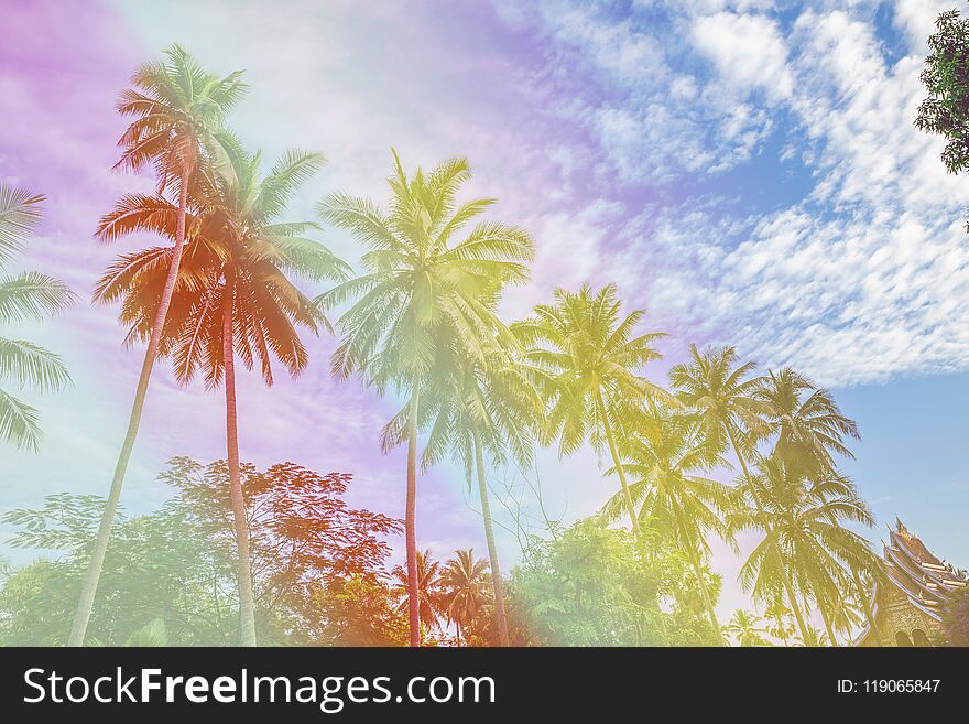 Coconut Tree on beach in Hot Summer Holiday