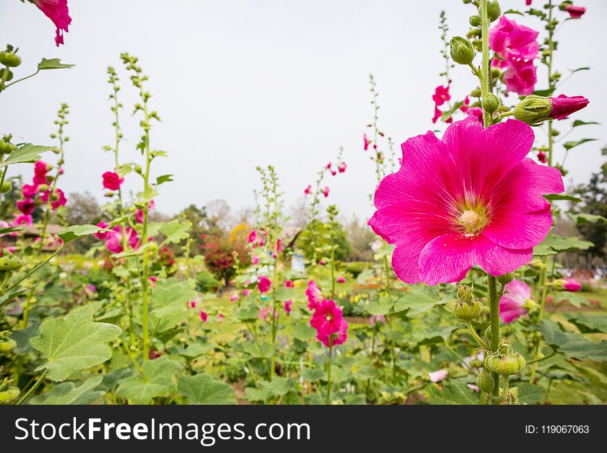 Pink Flower Hollyhock In Garden