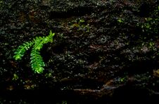Freshness Small Fern Leaves With Moss And Algae In The Tropical Stock Photography
