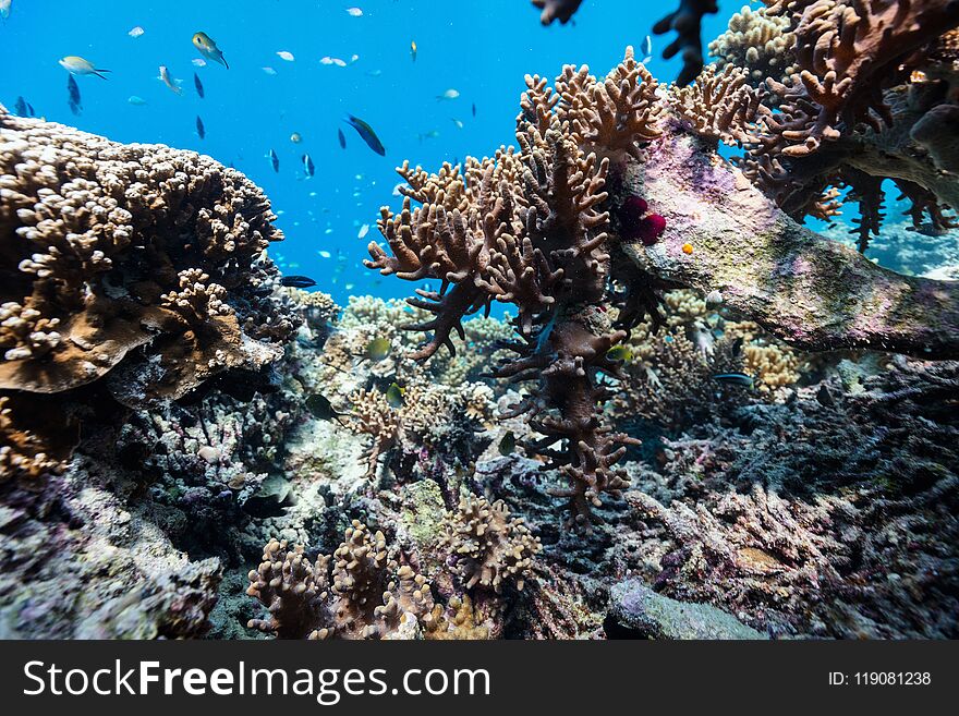 Beautiful colorful coral reef and tropical fish underwater in Maldives. Beautiful colorful coral reef and tropical fish underwater in Maldives