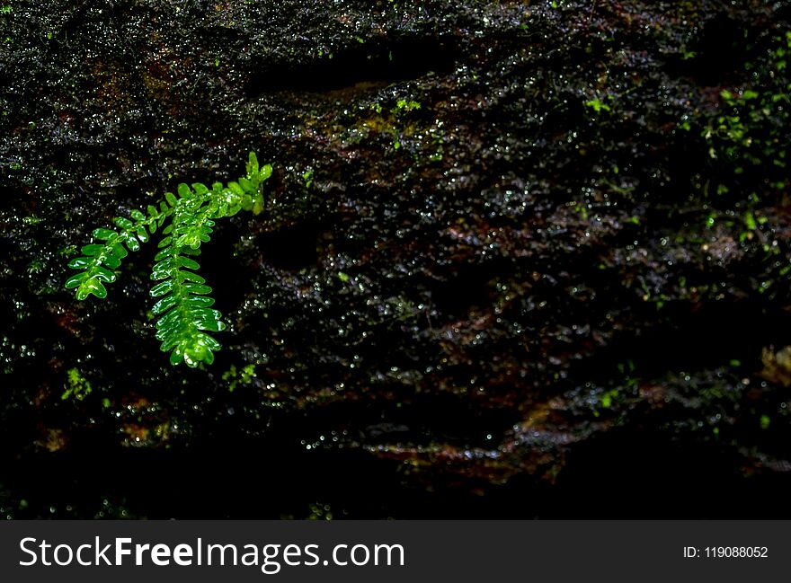 Freshness small fern leaves with moss and algae in the tropical