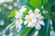Plumeria Flowers In Thailand. Stock Photos Plumeria Flowers In Thailand. Stock Photos