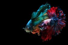 Siamese Fighting Fish Stock Photos Siamese Fighting Fish Stock Photos
