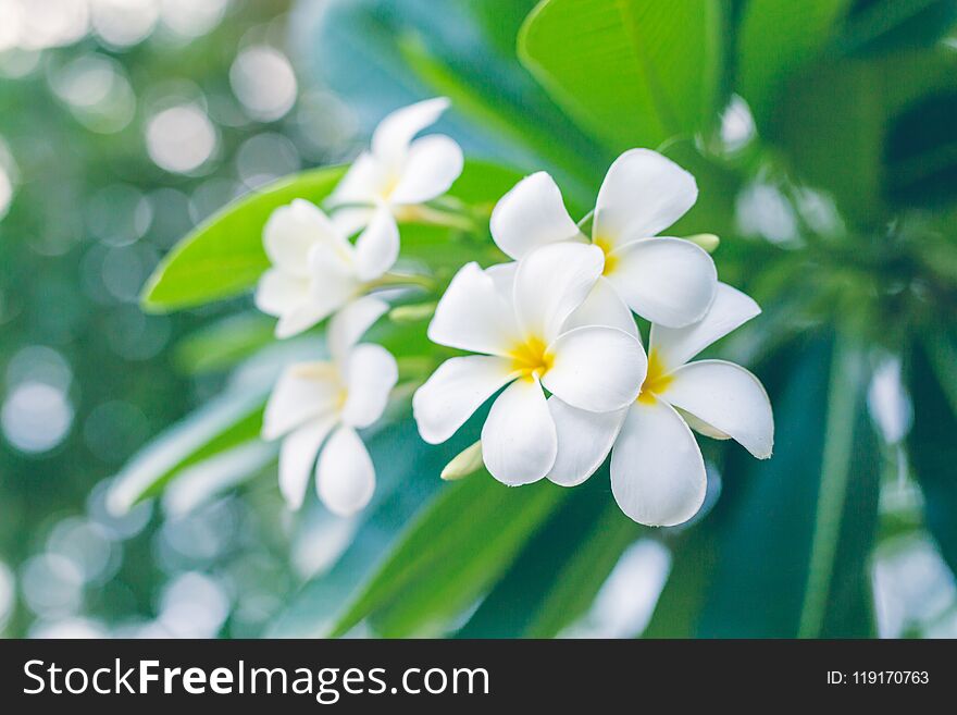 Plumeria Flowers in Thailand.