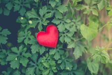 Red Heart Shape On Green Leaves. Vintage Tone. Stock Photos
