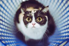 Cute Kitten In Basket Royalty Free Stock Photography