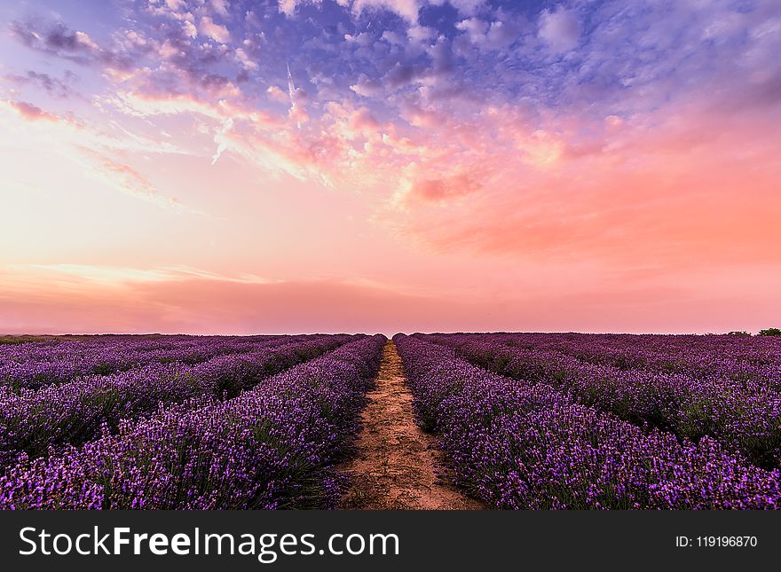 Photo Lavender Flower Field Under Pink Sky