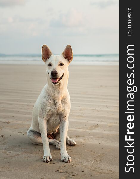 Dogs on the beach at Khao Lak in the evening. Waiting for food. Dogs on the beach at Khao Lak in the evening. Waiting for food