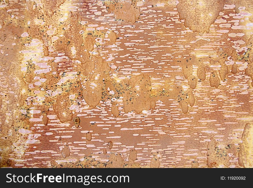 Underside of a bark of a birch