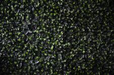 Green Ivy Grows Along The Wall. Texture Of Dense Thickets Of Wil Stock Images Green Ivy Grows Along The Wall. Texture Of Dense Thickets Of Wil Stock Images