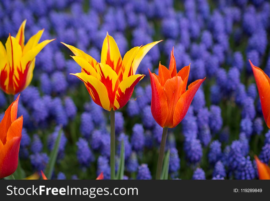 Colorful tulip flowers bloom in the garden