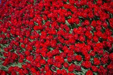 Blooming Colorful Tulip Flowers As Floral Background Royalty Free Stock Image Blooming Colorful Tulip Flowers As Floral Background Royalty Free Stock Image