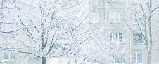 Close Up.City Winter Landscape. The Hoar-frost Trees Stock Photo Close Up.City Winter Landscape. The Hoar-frost Trees Stock Photo
