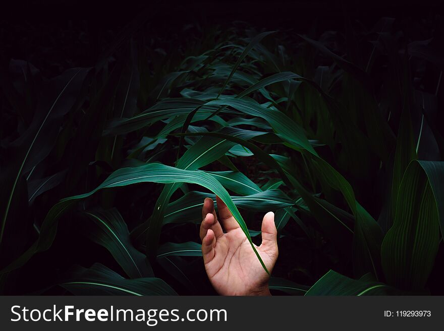 Touch with the leaves of the corn that I care.