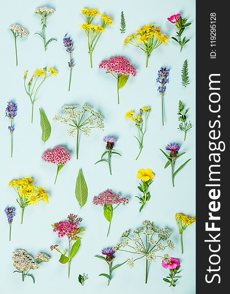 Floral pattern made of wild healing flowers on blue background