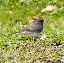 Junco Bird On Grass Royalty Free Stock Photos Junco Bird On Grass Royalty Free Stock Photos