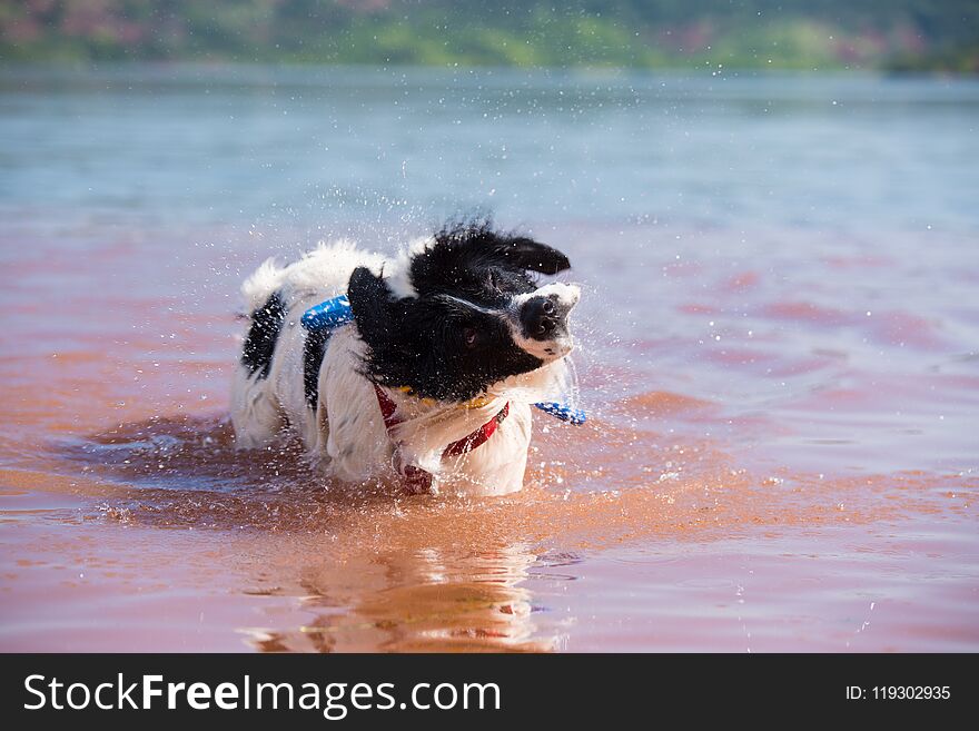Landseer dog pure breed swim waterwork training female fun smile. Landseer dog pure breed swim waterwork training female fun smile