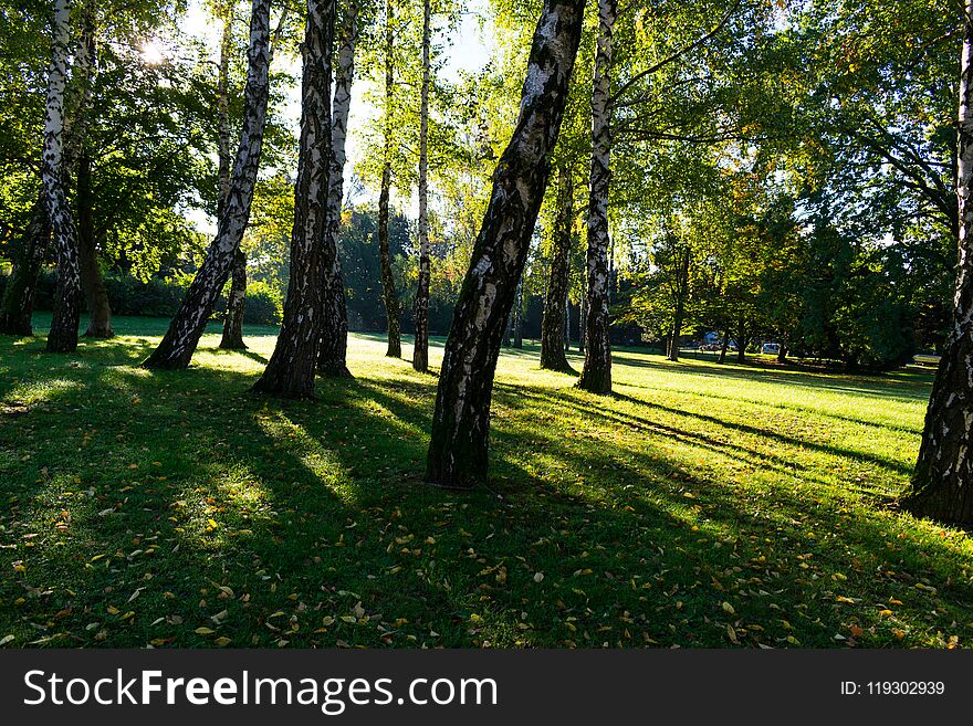 View of birch trees in a green city park during sunrise with long tree shadows on the grass, early autumn in Zagreb, Croatia. View of birch trees in a green city park during sunrise with long tree shadows on the grass, early autumn in Zagreb, Croatia