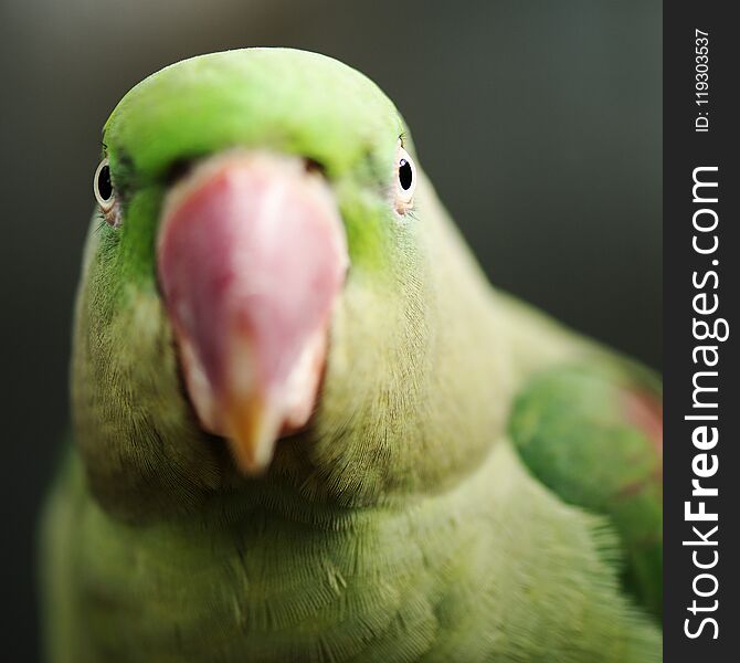 Close up of a large green King Parrot. Close up of a large green King Parrot