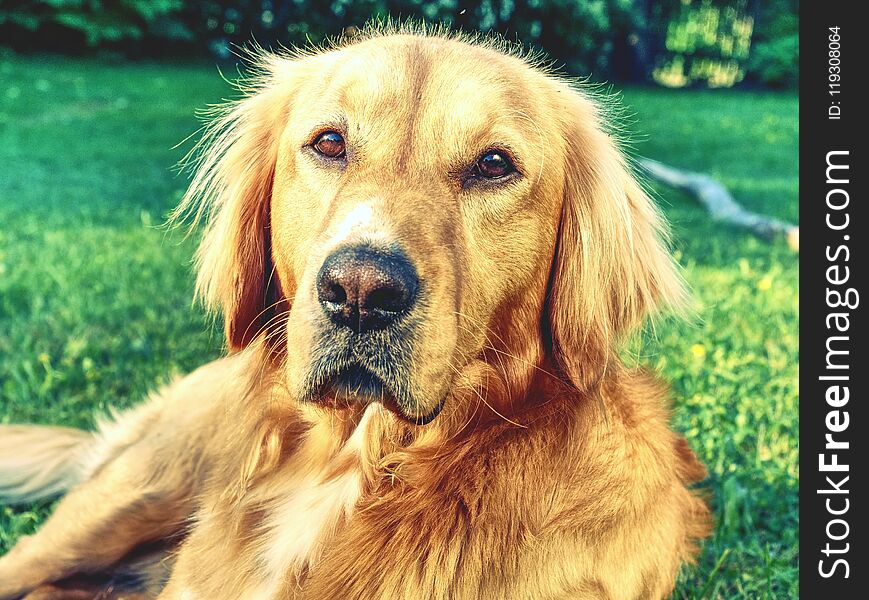 Portrait of calm Golden Retriever. Healthy body of smart lying dog