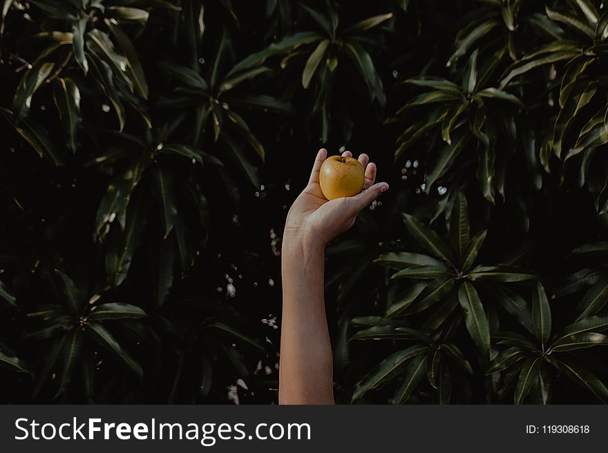Person Holding Round Yellow Fruit