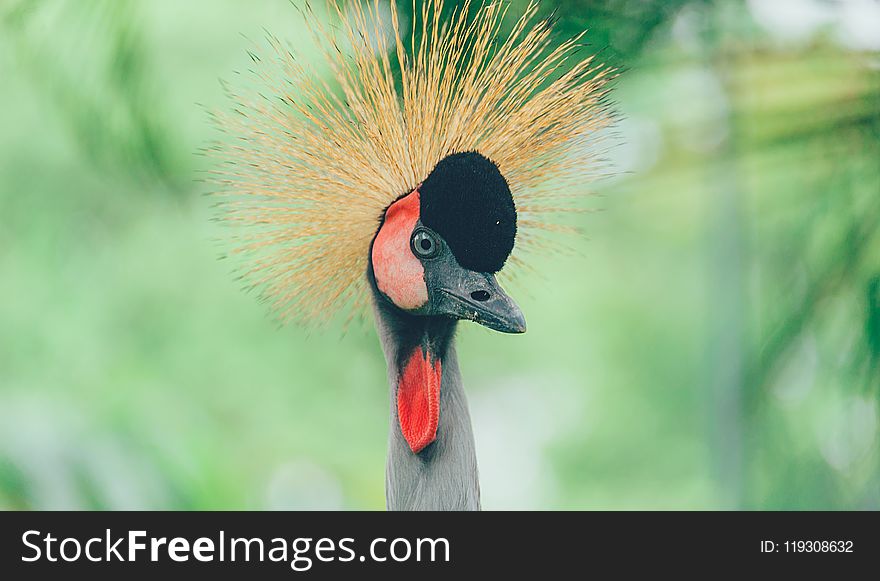 Gray And Red Bird Close-up Photo