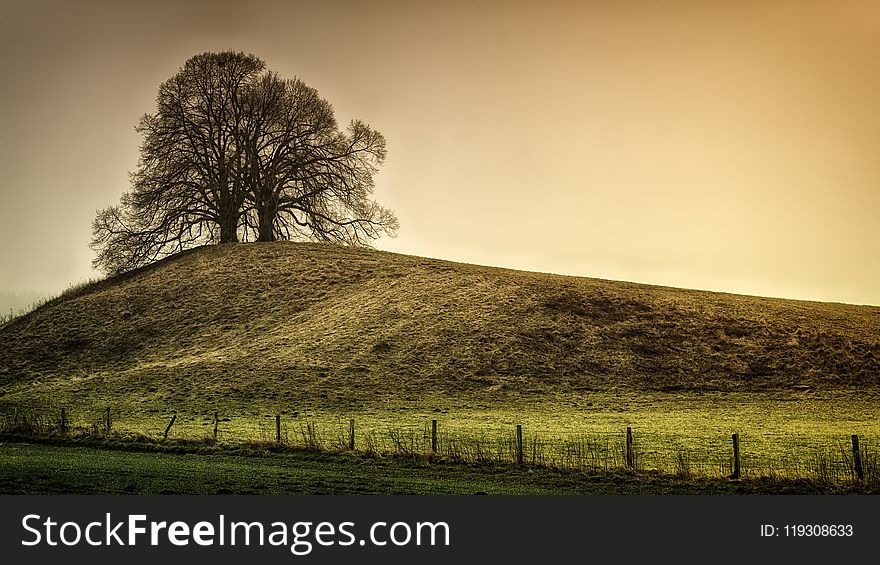 Silhouette of Tree on Top of the Hill
