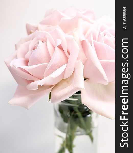 Close-up Photography of Roses