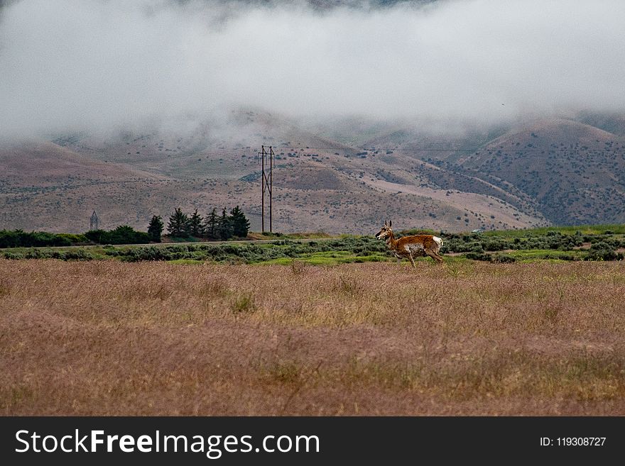 Landscape Photo of Brown Deer on Field