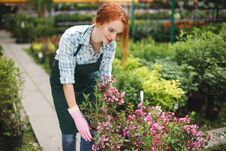 Beautiful Florist In Apron And Pink Gloves Standing And Happily Working With Flowers In Greenhouse Stock Image
