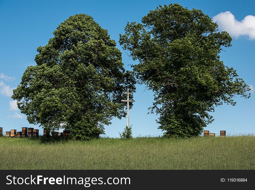 Tree, Sky, Woody Plant, Ecosystem
