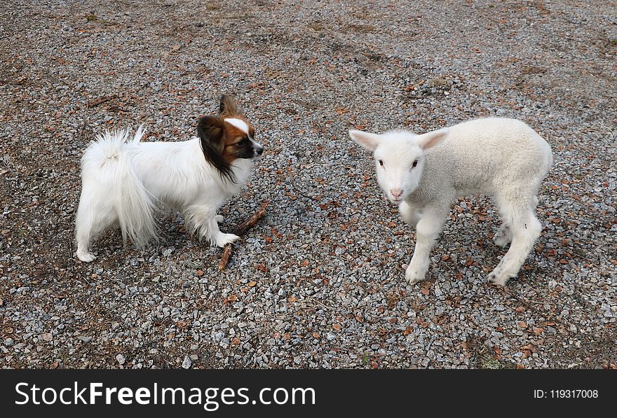 Goats, Goat, Dog Breed Group, Dog Breed