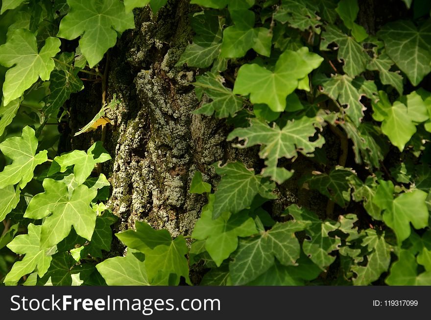 Leaf, Plant, Flora, Tree