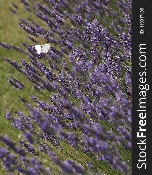 English Lavender, Lavender, Flower, Plant