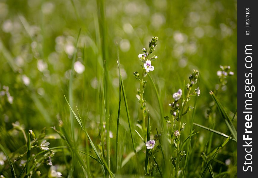 Flora, Grass, Flower, Plant