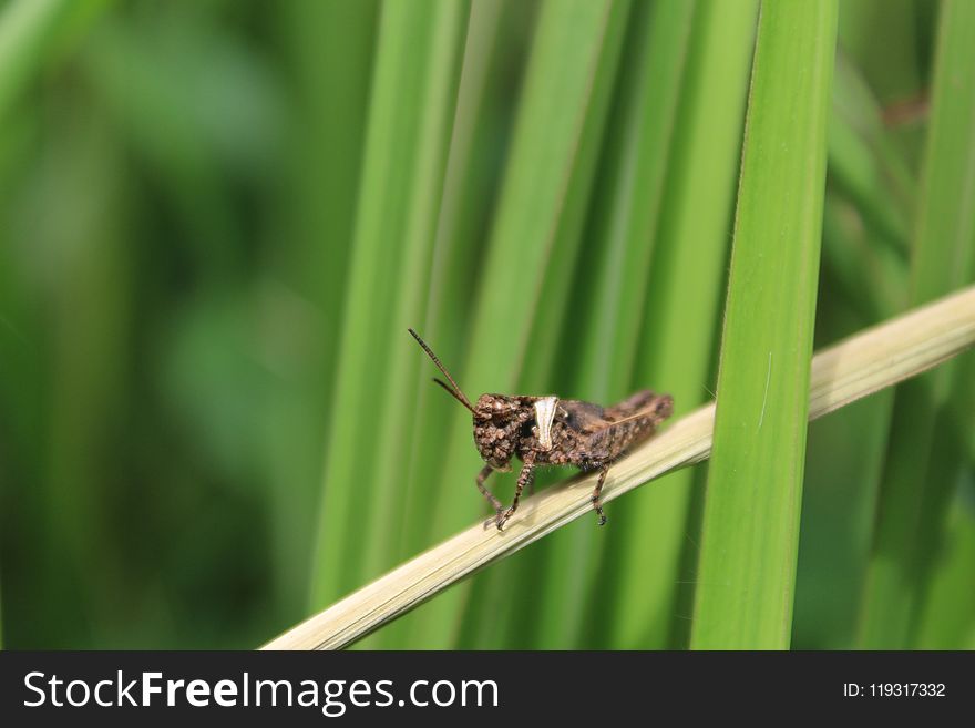 Insect, Invertebrate, Fauna, Grass Family