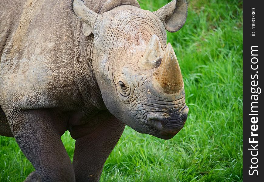 Rhinoceros, Terrestrial Animal, Fauna, Mammal