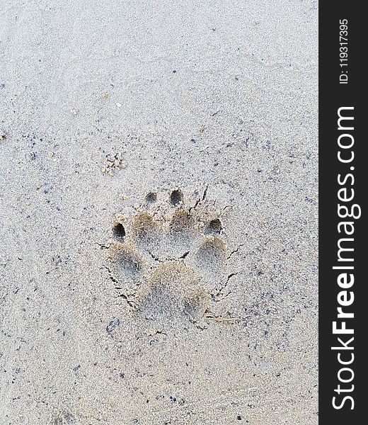 Sand, Footprint, Organism, Paw