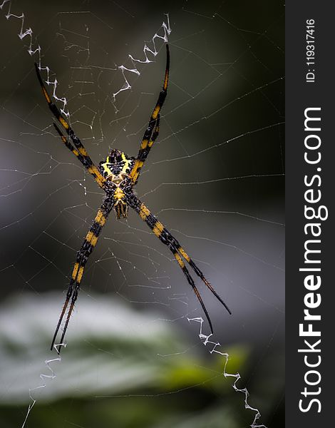 Spider, Arachnid, Yellow Garden Spider, Orb Weaver Spider