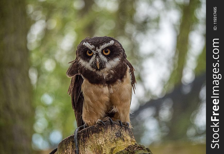 Owl, Bird, Bird Of Prey, Fauna