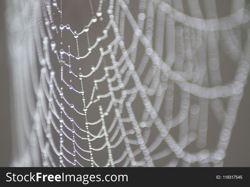 Spider Web, Textile, Lace, Pattern