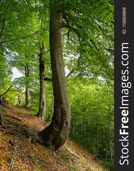 Magical crooked trees in the forest