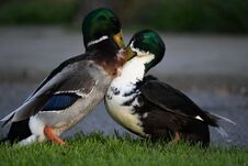 Mating Season, These Ducks Are Fighting For The Female Duck Stock Photos