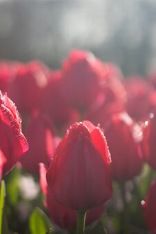 Beautiful Full Bloom Various Colors Tulips In The Sunny Day In Netherlands Stock Photo