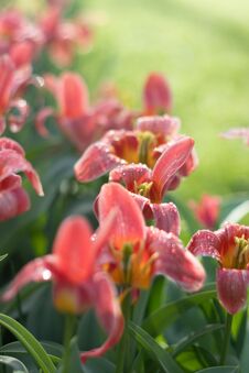 Beautiful Full Bloom Various Colors Tulips In The Sunny Day In Netherlands Stock Images Beautiful Full Bloom Various Colors Tulips In The Sunny Day In Netherlands Stock Images